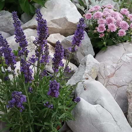 Atlas דירה *